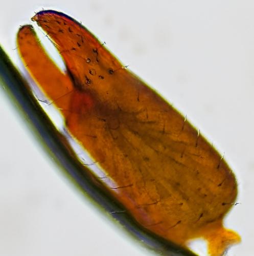 Réf. 337 256 : Withius sp.